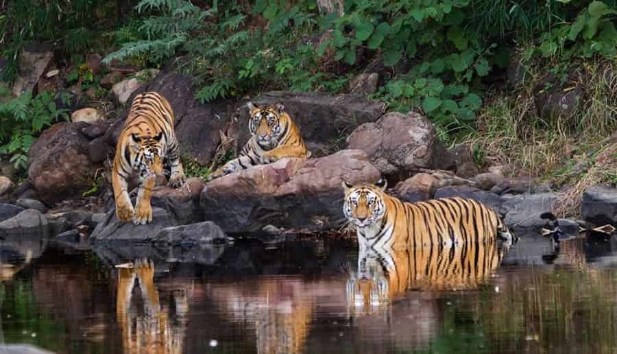 Rajaji National Park
